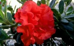 Autumn Embers Encore Azalea - 6 Pack Of 1 Gallon Pots -Wilson Bros Gardens Shop Encore Azalea Embers 1 2