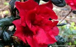 Autumn Fire Encore Azalea - 2 Gallon Pot -Wilson Bros Gardens Shop Encore Azalea Fire