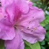Autumn Lilac Encore Azalea - 3 Gallon Pot