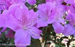 Autumn Lilac Encore Azalea - 1 Gallon Pot -Wilson Bros Gardens Shop Encore Azalea Lilac 8 3