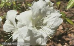 Autumn Moonlight Encore Azalea - 6 Pack Of 1 Gallon Pots -Wilson Bros Gardens Shop Encore Azalea Moonlight 5 2