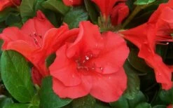 Autumn Sunset Encore Azalea - 3 Gallon Pot -Wilson Bros Gardens Shop Encore Azalea Sunset 1