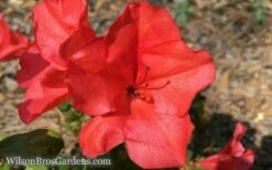 Autumn Sunset Encore Azalea - 6 Pack Of 1 Gallon Pots -Wilson Bros Gardens Shop Encore Azalea Sunset 5 2