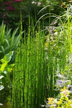 Horsetail Reed Grass - Equisetum Hyemale - 1 Gallon Pot -Wilson Bros Gardens Shop Equisetum Hymale 11