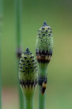 Horsetail Reed Grass - Equisetum Hyemale - 6 Pack Of 1 Gallon Pots -Wilson Bros Gardens Shop Equisetum Hymale 12 1