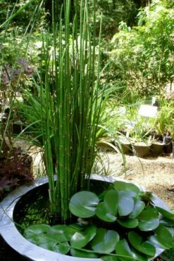 Horsetail Reed Grass - Equisetum Hyemale - 1 Gallon Pot -Wilson Bros Gardens Shop Equisetum Hymale 14