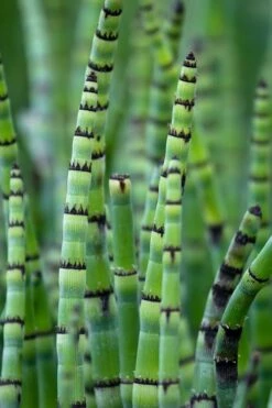 Horsetail Reed Grass - Equisetum Hyemale - 6 Pack Of 1 Gallon Pots -Wilson Bros Gardens Shop Equisetum Hymale 15 1