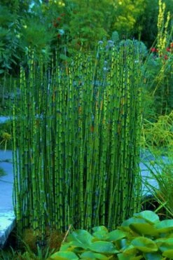 Horsetail Reed Grass - Equisetum Hyemale - 8 Pack Of 1 Gallon Pots -Wilson Bros Gardens Shop Equisetum Hymale 16 2