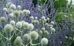 Rattlesnake Master (Eryngium Yuccifolium) - 1 Gallon Pot -Wilson Bros Gardens Shop Eryngium20yuccifolium rattlesnake master plant 10