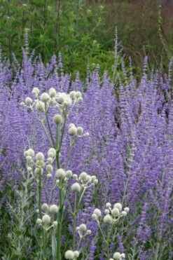 Rattlesnake Master (Eryngium Yuccifolium) - 1 Gallon Pot -Wilson Bros Gardens Shop Eryngium20yuccifolium rattlesnake master plant 6