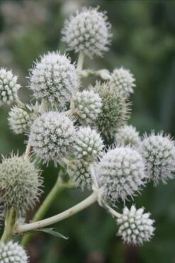 Rattlesnake Master (Eryngium Yuccifolium) - 1 Gallon Pot