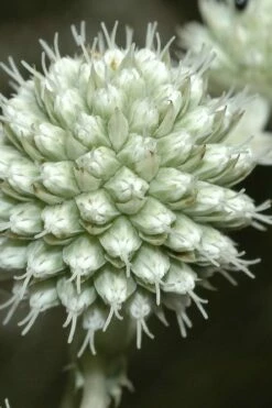 Rattlesnake Master (Eryngium Yuccifolium) - 1 Gallon Pot -Wilson Bros Gardens Shop Eryngium20yuccifolium rattlesnake master plant 9