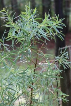 Angus Cold Hardy Eucalyptus Tree (Eucalyptus Nicholii) - 1 Gallon Pot -Wilson Bros Gardens Shop Eucalyptus Angus 11 4