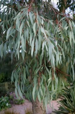 Angus Cold Hardy Eucalyptus Tree (Eucalyptus Nicholii) - Quart Pot 17 Angus Cold Hardy Eucalyptus Tree (Eucalyptus Nicholii) - Quart Pot -Wilson Bros Gardens Shop Eucalyptus Angus 15 3