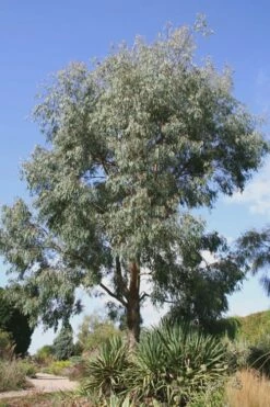 Angus Cold Hardy Eucalyptus Tree (Eucalyptus Nicholii) - 3 Quart Pot -Wilson Bros Gardens Shop Eucalyptus Angus 16 2