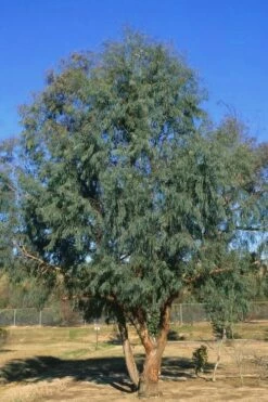 Angus Cold Hardy Eucalyptus Tree (Eucalyptus Nicholii) - 1 Gallon Pot -Wilson Bros Gardens Shop Eucalyptus Angus 17 4