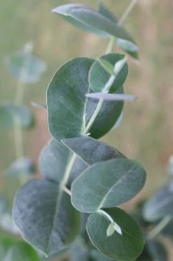 Big O Cold Hardy Eucalyptus Tree (Eucalyptus Neglecta) - 5 Gallon Pot (4-5') -Wilson Bros Gardens Shop Eucalyptus Big O 3 500x750 2