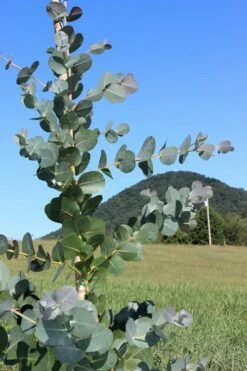Big O Cold Hardy Eucalyptus Tree (Eucalyptus Neglecta) - 5 Gallon Pot (4-5') -Wilson Bros Gardens Shop Eucalyptus Big O Cold 2 500x750 2