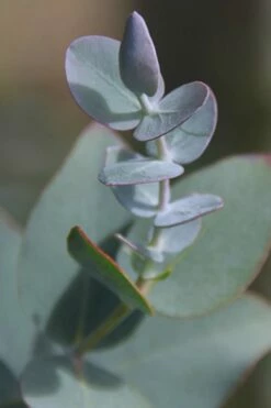 Bluey Cold Hardy Eucalyptus Tree (Eucalyptus Pulverulenta) - 5 Gallon Pot -Wilson Bros Gardens Shop Eucalyptus Bluey 2 4