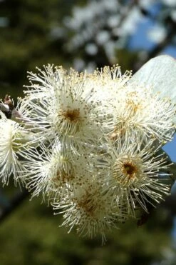 Bluey Cold Hardy Eucalyptus Tree (Eucalyptus Pulverulenta) - 1 Gallon Pot -Wilson Bros Gardens Shop Eucalyptus Bluey 6 1