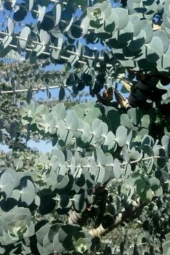 Bluey Cold Hardy Eucalyptus Tree (Eucalyptus Pulverulenta) - 2 Gallon Pot -Wilson Bros Gardens Shop Eucalyptus Bluey 8 3