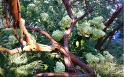 Funky Monkey Cold Hardy Eucalyptus Tree (Eucalyptus Parvula) - 1 Gallon Pot -Wilson Bros Gardens Shop Eucalyptus Funky Monkey Branches 2