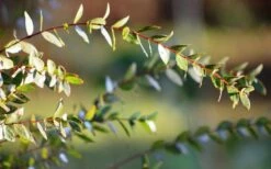 Funky Monkey Cold Hardy Eucalyptus Tree (Eucalyptus Parvula) - 3 Gallon Pot -Wilson Bros Gardens Shop Eucalyptus Funky Monkey Leaves 1