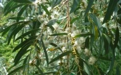 Funky Monkey Cold Hardy Eucalyptus Tree (Eucalyptus Parvula) - 5 Gallon Pot -Wilson Bros Gardens Shop Eucalyptus Funky Monkey Leaves Mature 6