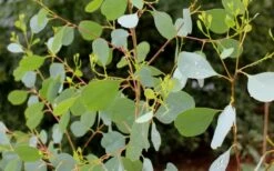 Lucky Country Cold Hardy Eucalyptus Tree (Eucalyptus Camphora) - 3 Gallon Pot -Wilson Bros Gardens Shop Eucalyptus Lucky Country 1 3