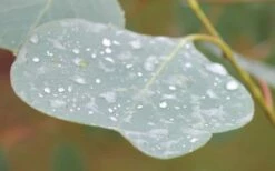 Lucky Country Cold Hardy Eucalyptus Tree (Eucalyptus Camphora) - 3 Gallon Pot -Wilson Bros Gardens Shop Eucalyptus Lucky Country 3 3