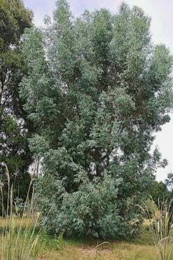 Luna Cold Hardy Eucalyptus Tree (Eucalyptus Perriniana) - 3 Quart Pot -Wilson Bros Gardens Shop Eucalyptus Luna 5