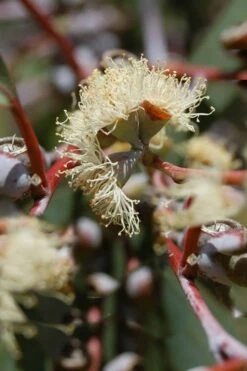 Luna Cold Hardy Eucalyptus Tree (Eucalyptus Perriniana) - 2 Gallon Pot -Wilson Bros Gardens Shop Eucalyptus Luna 6 3