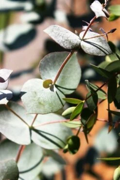 Maggie Cold Hardy Eucalyptus Tree (Eucalyptus Nova Anglica) - 2 Gallon Pot -Wilson Bros Gardens Shop Eucalyptus Maggie 10 3