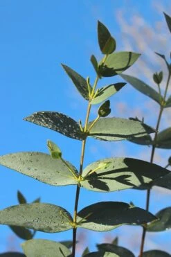 Sheila Cold Hardy Eucalyptus Tree (Eucalyptus Stellulata) - 1 Gallon Pot -Wilson Bros Gardens Shop Eucalyptus Sheila 5 3