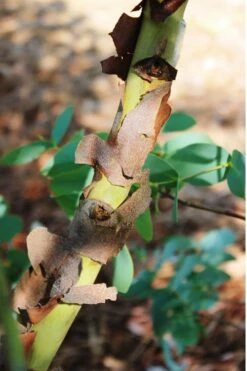 Sheila Cold Hardy Eucalyptus Tree (Eucalyptus Stellulata) - 1 Gallon Pot -Wilson Bros Gardens Shop Eucalyptus Sheila 9 3