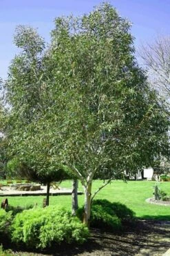Snow Day Cold Hardy Eucalyptus Tree (Eucalyptus Gregsoniana) - 3 Gallon Pot -Wilson Bros Gardens Shop Eucalyptus Snow Day 2 1