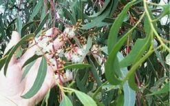 Grace Cold Hardy Eucalyptus Tree (Eucalyptus Elliptica) - 1 Gallon Pot -Wilson Bros Gardens Shop Eucalyptus Tree Grace White Gum Elliptica 2