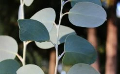 Mappa Tassie Cold Hardy Eucalyptus Tree (Eucalyptus Pauciflora) - 1 Gallon Pot 9 Mappa Tassie Cold Hardy Eucalyptus Tree (Eucalyptus Pauciflora) - 1 Gallon Pot -Wilson Bros Gardens Shop Eucalyptus Tree Mappa Tassie Pauciflora Snow Gum 4
