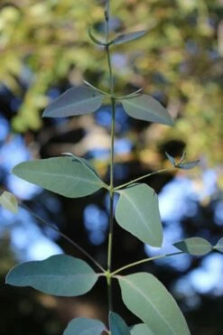 Grace Cold Hardy Eucalyptus Tree (Eucalyptus Elliptica) - 1 Gallon Pot -Wilson Bros Gardens Shop Eucalytptus Grace BS 2