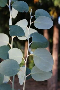 Mappa Tassie Cold Hardy Eucalyptus Tree (Eucalyptus Pauciflora) - 1 Gallon Pot 11 Mappa Tassie Cold Hardy Eucalyptus Tree (Eucalyptus Pauciflora) - 1 Gallon Pot -Wilson Bros Gardens Shop Eucalytptus Mappa Tassie BS 4