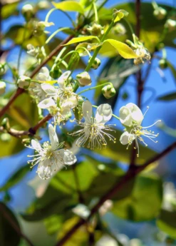 Surinam Cherry Seedling (Eugenia Uniflora) -Wilson Bros Gardens Shop Eugenia uniflora surinam cherry in bloom