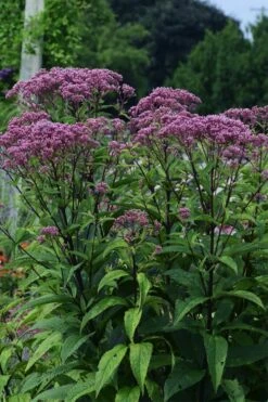 Eupatorium Dubium 'Baby Joe' (Joe Pye Weed) - 1 Gallon Pot