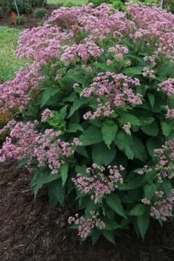 Euphoria Ruby Joe Pye Weed - 1 Gallon Pot