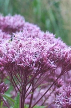 Eupatorium Dubium 'Little Joe' (Joe Pye Weed) - 6 Pack Of 1 Gallon Pots -Wilson Bros Gardens Shop Eupatorium Little Joe 1