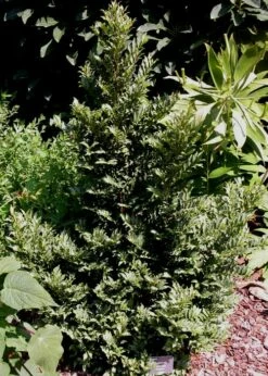 Eurya Japonica 'Moutiers' - 3 Gallon Pot -Wilson Bros Gardens Shop Eurya Japonica Moutiers 3