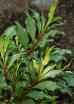 Eurya Japonica 'Moutiers' - 3 Gallon Pot -Wilson Bros Gardens Shop Eurya Japonica Moutiers 5