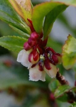 Eurya Japonica 'Moutiers' - 3 Gallon Pot -Wilson Bros Gardens Shop Eurya Japonica Moutiers 7
