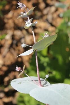 Maggie Cold Hardy Eucalyptus Tree (Eucalyptus Nova Anglica) - 3 Quart Pot -Wilson Bros Gardens Shop Eusalyptus Maggie 1 500x750 1