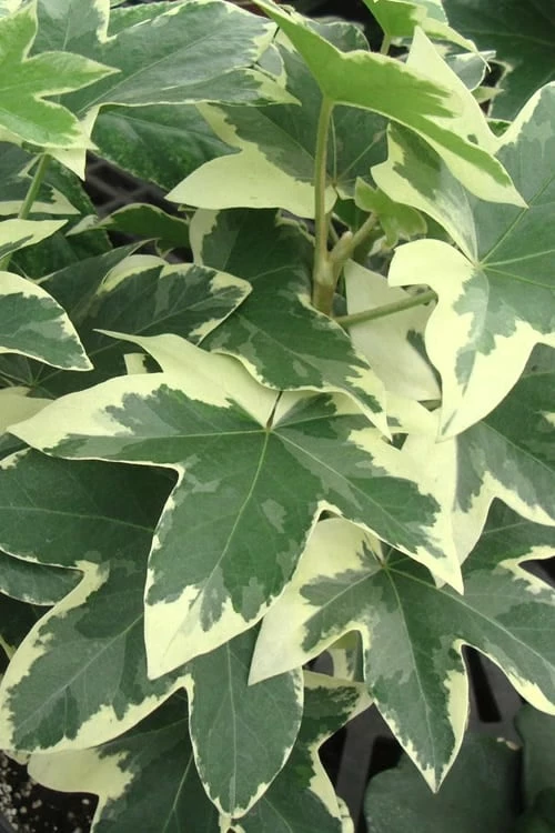 Angyo Star Fatshedera 1 Gallon Pot 1 Angyo Star Fatshedera 1 Gallon Pot