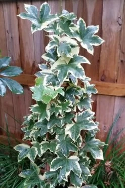 Angyo Star Fatshedera 1 Gallon Pot 7 Angyo Star Fatshedera 1 Gallon Pot -Wilson Bros Gardens Shop Fatshedera Angyo Star 3